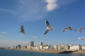 �������� ����� ����������� ����� � Brighton Language College ��� ����� 5-11 ��� � ��������